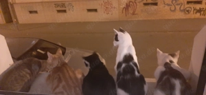 American Shorthairmixkätzchen  Bild 6