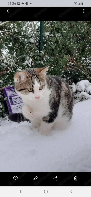 American Shorthairmixkätzchen  Bild 9