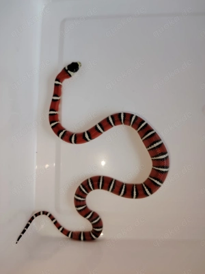 Berg-Königsnatter Lampropeltis pyromelana NZ25