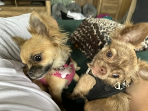Chihuahua Hündinnen Julie 11 Monate alt und Bella 1 Jahr ( Geschwister)
