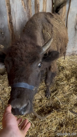 Bison bisonkuh abzugeben