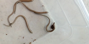 Anguis fragilis, Blindschleiche  Bild 3