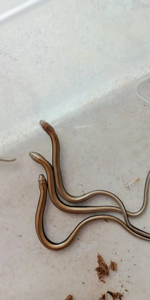 Anguis fragilis, Blindschleiche  Bild 2