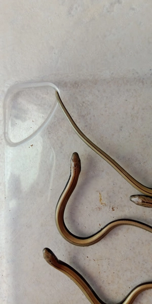 Anguis fragilis, Blindschleiche  Bild 4