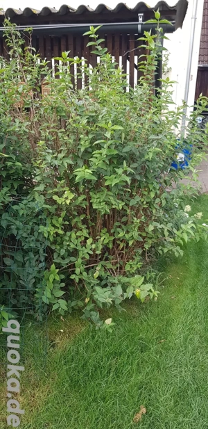 Riesige Deutzie, Pflanze, Staude, winterhart 