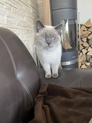 Bkh Deckkater in Blue Point