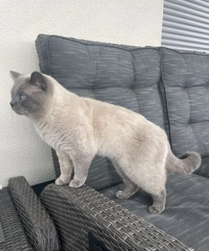 Bkh Deckkater in Blue Point