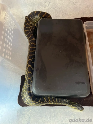 gelbe anakonda männlich 