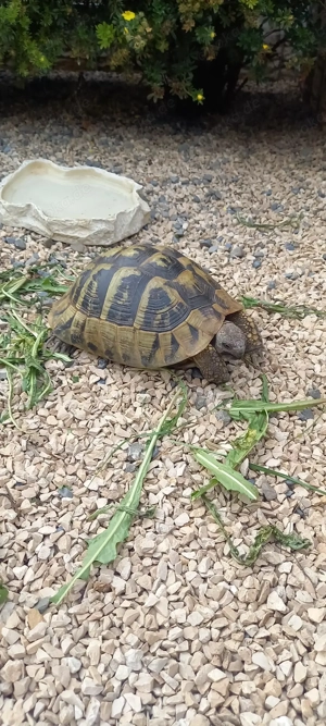 Weibliche Landschildkröte
