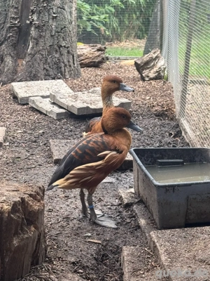 Pärchen Gelbe Pfeifgänse