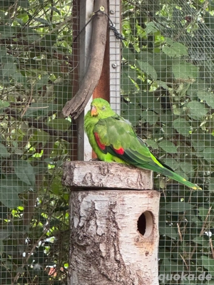 Rotflügelsittichhenne