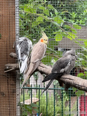 5 Nyhmpfensittiche zuverkaufen