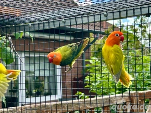 diverse opalin dilute pfirchköpfchen yellowface blau grün Bild 3