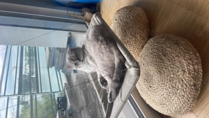 British Shorthair Blue Point Kater sucht Katzendame (Mannheim)