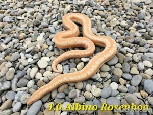 Albino Rosenboa 