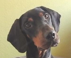 Bracke sucht zu Hause