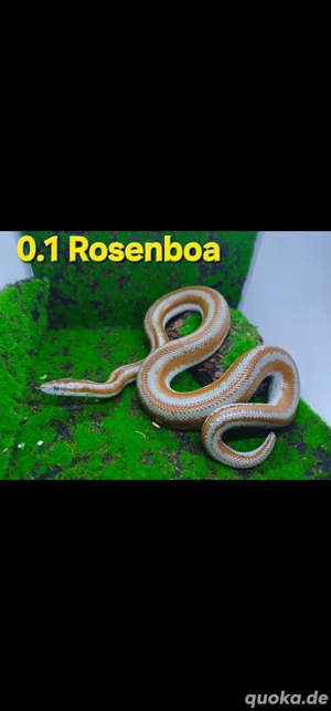 Rosenboa Lichanura trivirgata 