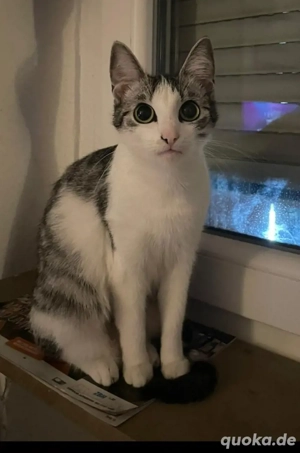 Liebevolle Katze Abzugeben