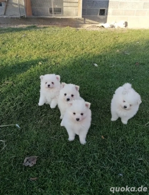 Reinrassige Pomeranian zwergspitz