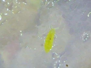 Ceratophysella cf. ella, springschwanz