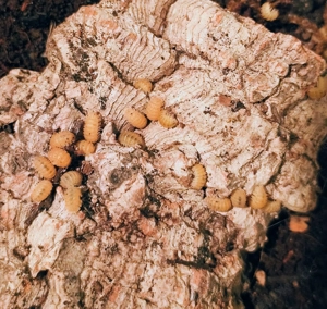 Cristarmadillidium muricatum