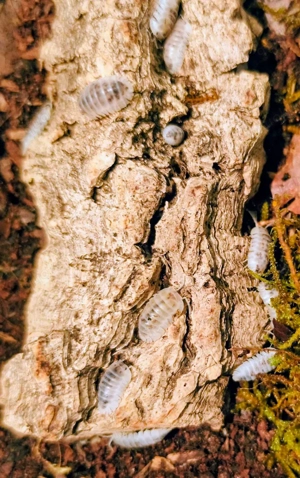 Nesodillo arcangelii "Shiro Utsuri"