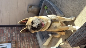 American Akita Rüde