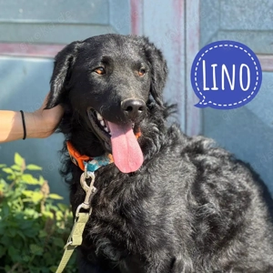 Lino, junger Mudi Retriever Mix, sucht einfühlsame Menschen und einen Hundekumpel