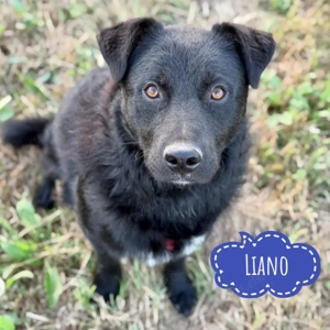 Liano, junger Mischlingsrüde, sanft und zart