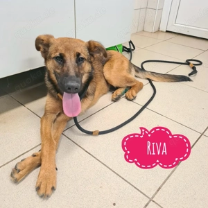 Riva, junge, wunderschöne und zarte Schäferhündin