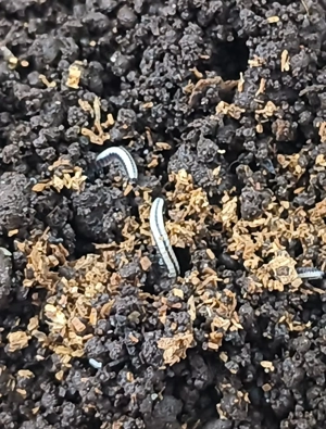 Spirobolellus spec. "Maui"