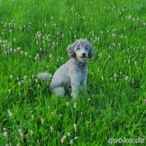 Deckrüde Zwergpudel von Donausprung mit Ahnentafel