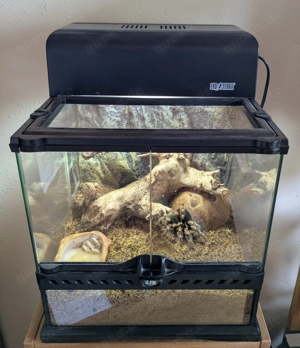 Brachipelma harmorii inkl. Terrarium 