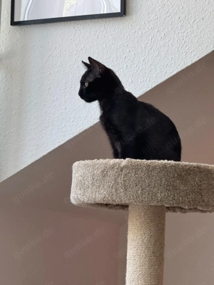 Kleiner Jonathan sucht liebevolles Zuhause BKH x EKH Mix