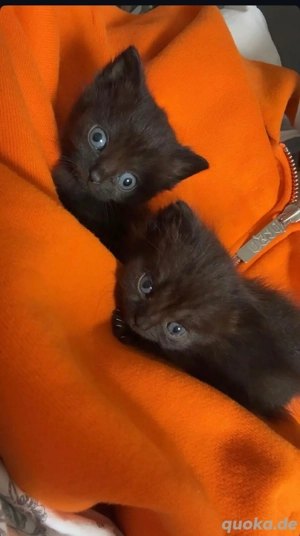 Kuschelige BKH Mini-Panther suchen liebevolles Zuhause     