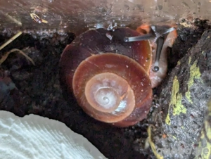 Caracolus excellens   UFO-Schnecken abzugeben