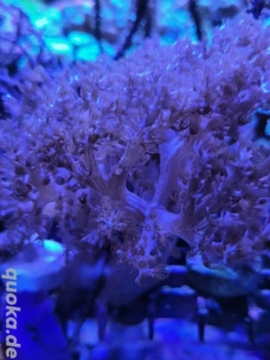 Keniabaum Capnella Meerwasser SPS LPS Korallen Ableger 