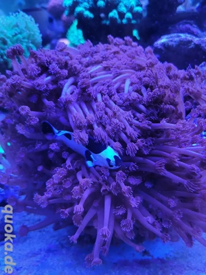 Goniopora lila rot Meerwasser Ableger Korallen Ableger 