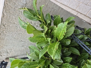 Betonsäule Briefkastensäule Sichtbeton Beton Gartensäule