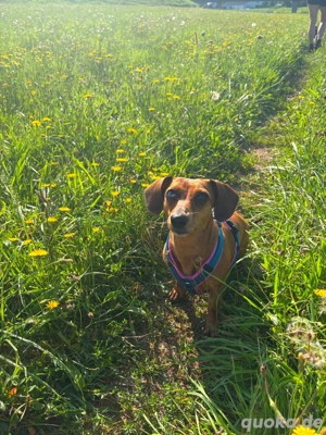 Liebe Dackelhündin dringend abzugeben Bild 7