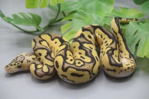 1.0 Orange Dream Firefly Clown Königspython 2025