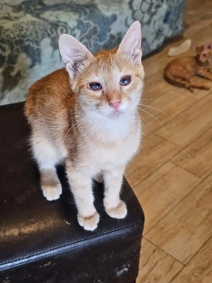 Zuckerschnute Cinnamone sucht liebe Menschenseele(n) - für immer