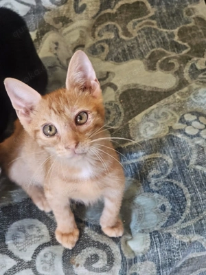 Einzigartiger Rusty sucht liebevolles Zuhause Bild 2