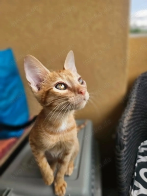 Einzigartiger Rusty sucht liebevolles Zuhause Bild 7