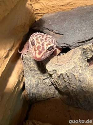leopardgecko 