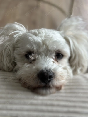 Malteser deckrüde (KEIN VERKAUF) Bild 2