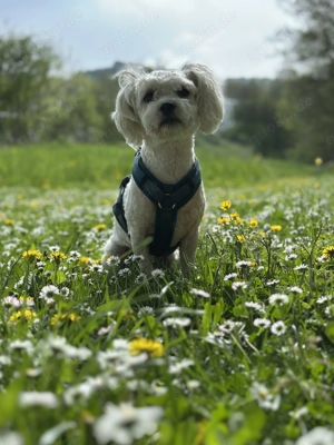 Malteser deckrüde (KEIN VERKAUF) Bild 3