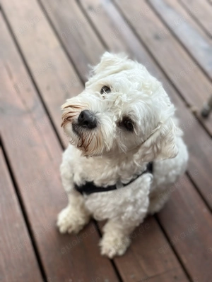 Malteser deckrüde (KEIN VERKAUF)