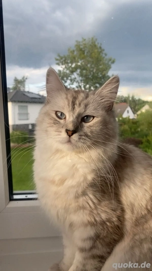 sibirische katze