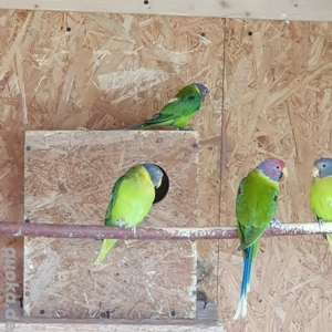 Pflaumenkopfsittiche 